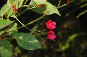 Fiore. Negombo / PhotoSilvana Matozza