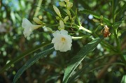 Candidi fiori d'Oleandro / PhotoSilvana Matozza