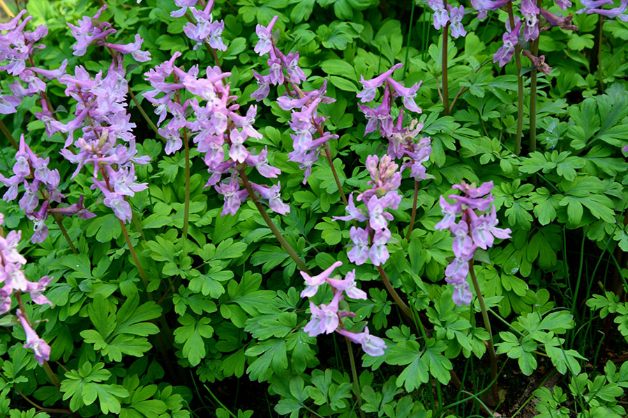 Delicate piantine di Corydalis-Solida(L.) / PhotoSilvana Matozza