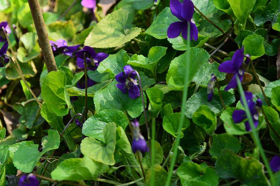 Piantine di Viola-odorata-L./ PhotoSilvana Matozza