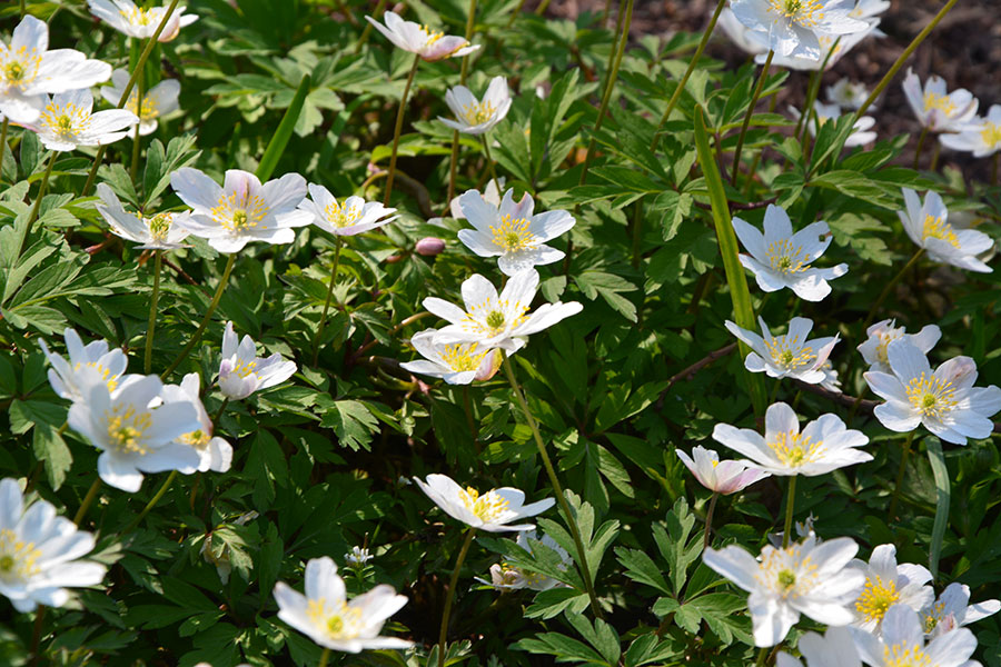 Candide corolle di Anemone-nemorosa-L../ PhotoSilvana Matozza