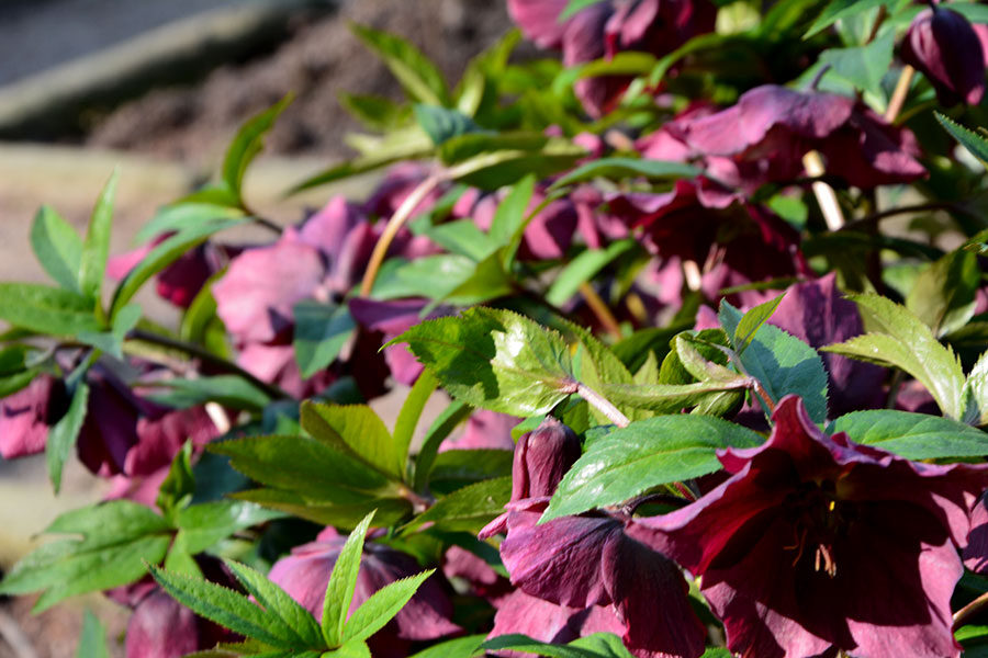 Orto Botanico. Padova/ PhotoSilvana Matozza