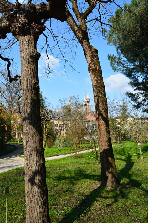 Alberi in uno scorcio del Giardino/ PhotoSilvana Matozza