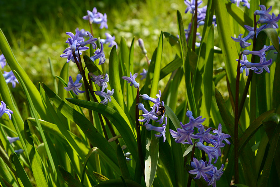 Fiori di giacinto/ PhotoSilvana Matozza