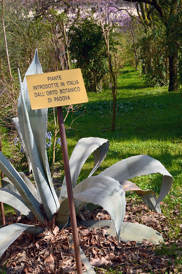 Rigogliosa pianta di Agave / PhotoSilvana Matozza