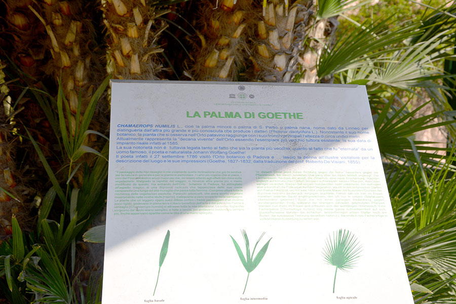 Chamaerops humilis var. arborescens/ PhotoSilvana Matozza