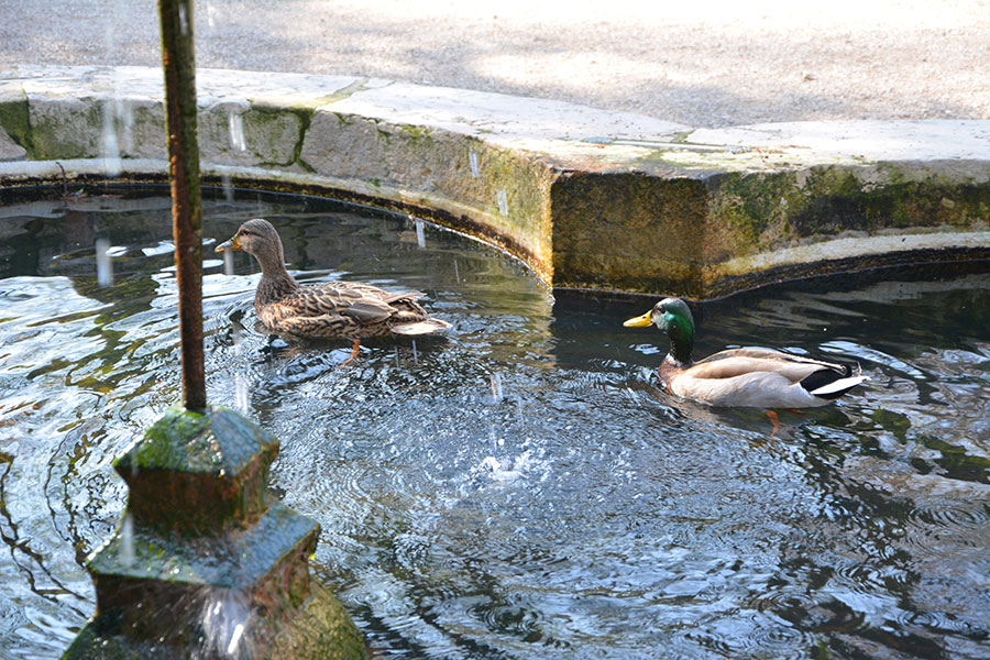 Placide anatre nell'acqua/ PhotoSilvana Matozza