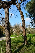 Alberi in uno scorcio del Giardino/ PhotoSilvana Matozza