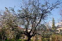 Albero fiorito/ PhotoSilvana Matozza