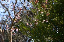Albero fiorito/ PhotoSilvana Matozza