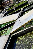 Zona delle piante acquatiche/ PhotoSilvana Matozza