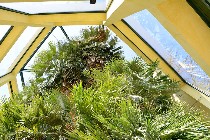 Palma di Goethe/ PhotoSilvana Matozza