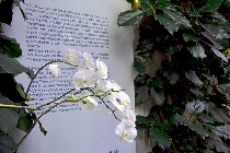 fiori di orchidea / PhotoSilvana Matozza