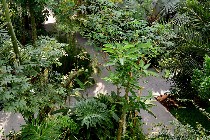 Specie botaniche d'ambiente tropicale/ PhotoSilvana Matozza