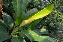 Thumbs/tn_63.pianta-esotica.jpg