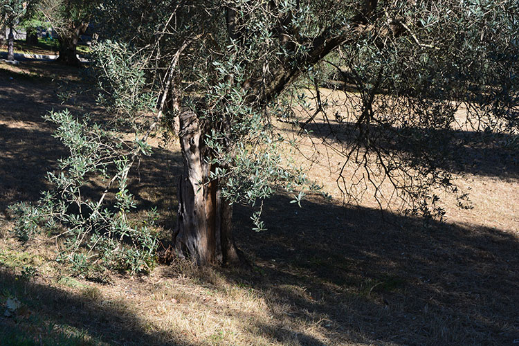 Villa Adriana. fronde d'Ulivo / PhotoSilvana Matozza, Guido Bonacci