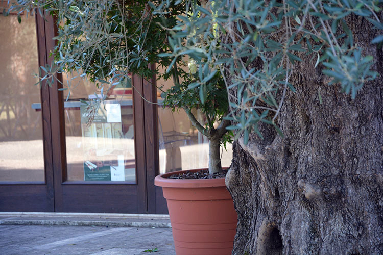 Scorcio con pianta di ulivo / PhotoSilvana Matozza, Guido Bonacci