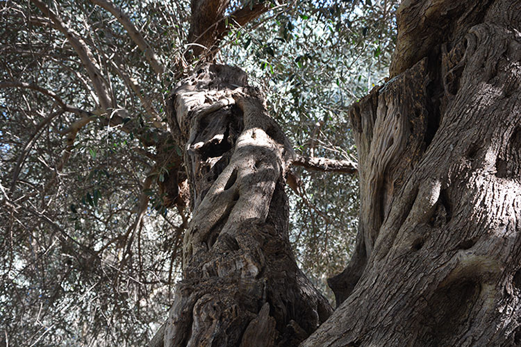 Antico albero d'ulivo / PhotoSilvana Matozza, Guido Bonacci