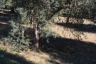 Villa Adriana. Fronde d'Ulivo / Photo©Silvana Matozza, Guido Bonacci