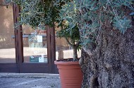 Scorcio con pianta di ulivo / Photo©Silvana Matozza, Guido Bonacci