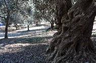 Piante di ulivo / Photo©Silvana Matozza, Guido Bonacci