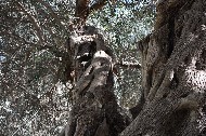 Antico albero d'ulivo / Photo©Silvana Matozza, Guido Bonacci