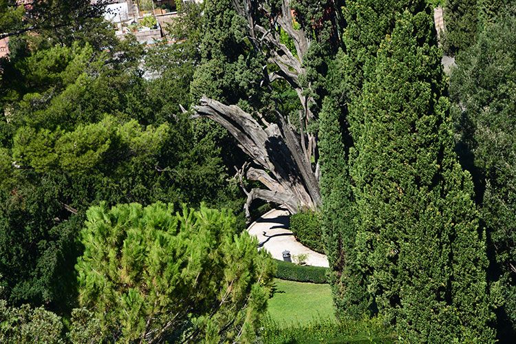 Villa d'Este Garden. Piante secolari / PhotoSilvana Matozza, Guido Bonacci