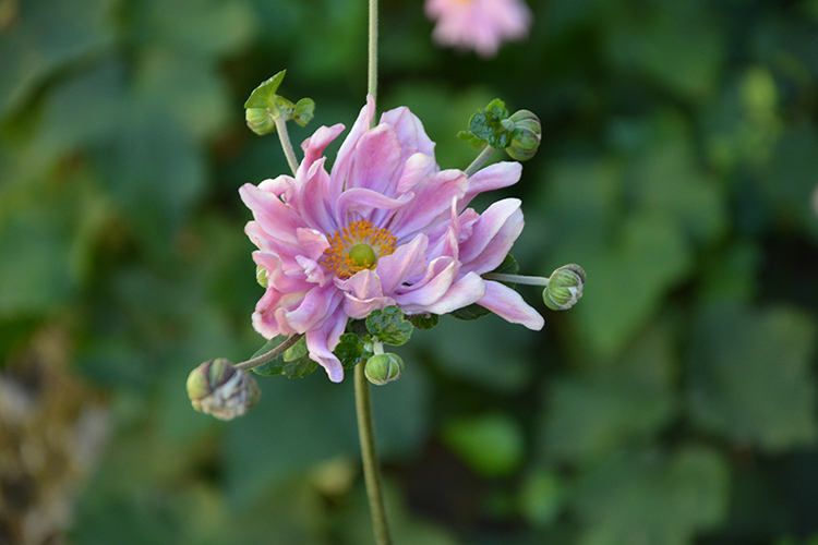  Fiori (4 ). Giardino di Villa d'Este. Tivoli /  PhotoSilvana Matozza, Guido Bonacci.