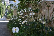  Fiori (2 ). Giardino di Villa d'Este. Tivoli /  Photo©Silvana Matozza, Guido Bonacci.