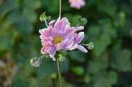  Fiori (4 ). Giardino di Villa d'Este. Tivoli /  Photo©Silvana Matozza, Guido Bonacci.