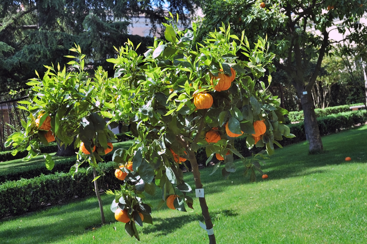 L'assolato giardino delle delizie / PhotoSilvana Matozza, Guido Bonacci