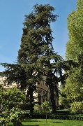 Maestoso cedro del Libano / PhotoSilvana Matozza, Guido Bonacci