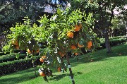 L'assolato giardino delle delizie / PhotoSilvana Matozza, Guido Bonacci