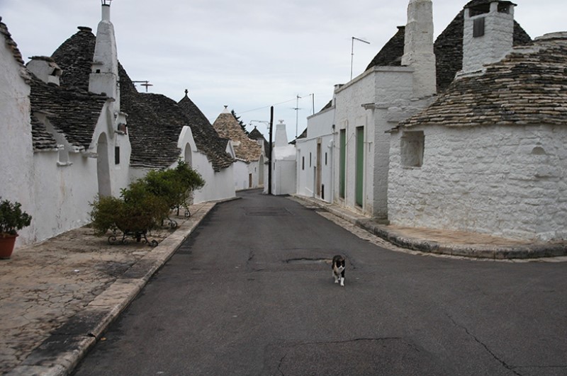 Gatto tra i trulli. PhotoSilvana Matozza, Guido Bonacci