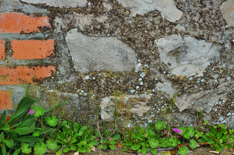 fiori resistenti tra le crepe del muretto