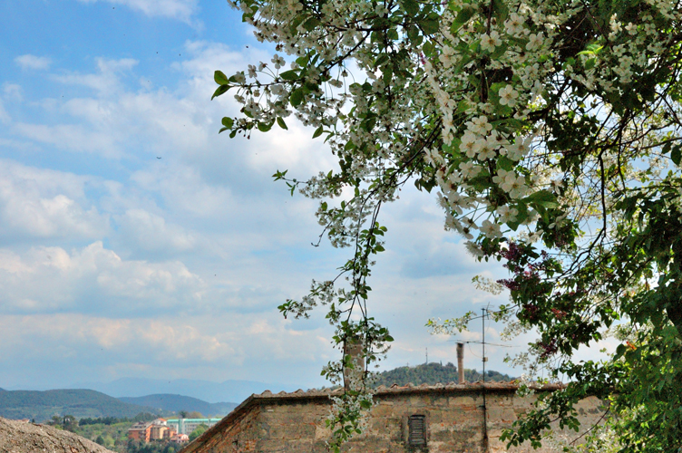 il cielo e i fiori sopra Amelia