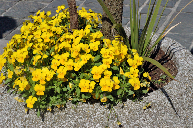 fiori in Piazza Matteotti