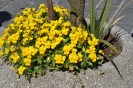 vaso di fiori in piazza Matteotti, ad Amellia