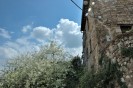 Candida inflorescenza in uno scorcio del cielo su Amelia