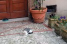Un gatto sonnecchia davanti al portone di una casa di Amelia