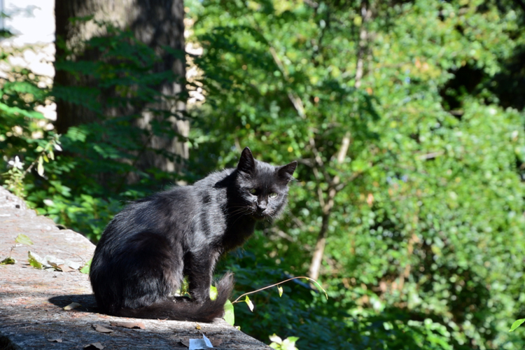 ../Images/Castel-Gandolfo.Gatto.jpg