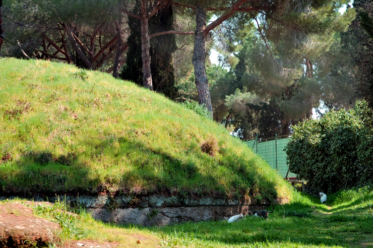 ../Images/Banditaccia_gatti.jpg