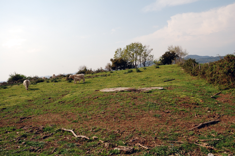 ../Images/Mucche_al_pascolo_Cerveteri.jpg