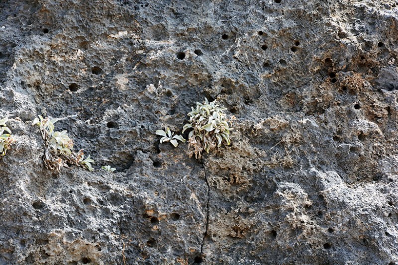 Kreta. Falasarna. Piante spontanee sulla roccia. PhotoSilvana Matozza, Guido Bonacci