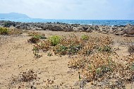 Creta.  Una veduta della spiaggia  naturale e aspra di Falassarna. PhotoSilvana Matozza, Guido Bonacci
