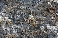 Kreta. Falasarna. Piante spontanee sulla roccia. PhotoSilvana Matozza, Guido Bonacci