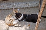 Gatti e coccole / Photo impressioni jazz