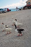 Gruppetto di oche in giro nel vecchio porto.
