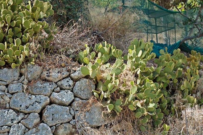 Muretto a secco e foglie di Cactus. Photo: Silvana Matozza