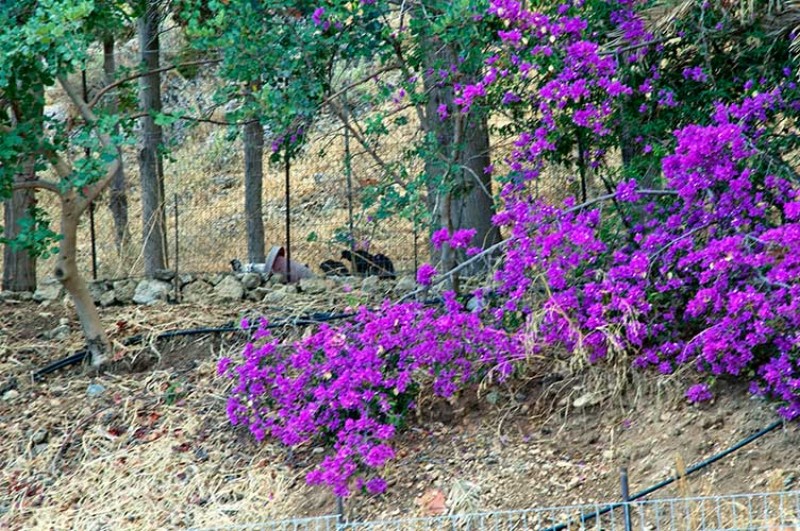 Bouganville in fiore e piccioni.